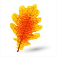 triangular oak leaf
