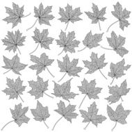 Maple leaves silhouettes collection N2