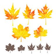 Set of watercolor leaves N8