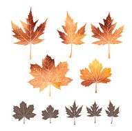 Set of watercolor leaves N11