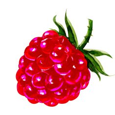 raspberry watercolor painting