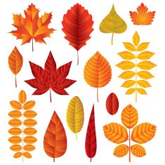 Autumn leaves vector set