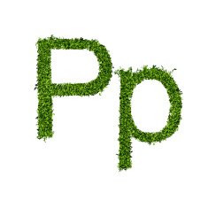 Isolated grass alphabet N5