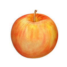 Watercolor apple isolated on white background