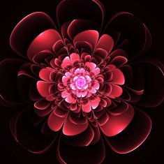 Beautiful red flower on black background N2