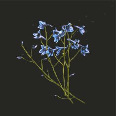 Romantic Wild Flowers Bunch on Dark N2