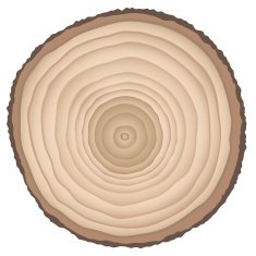 Cut of a tree N3
