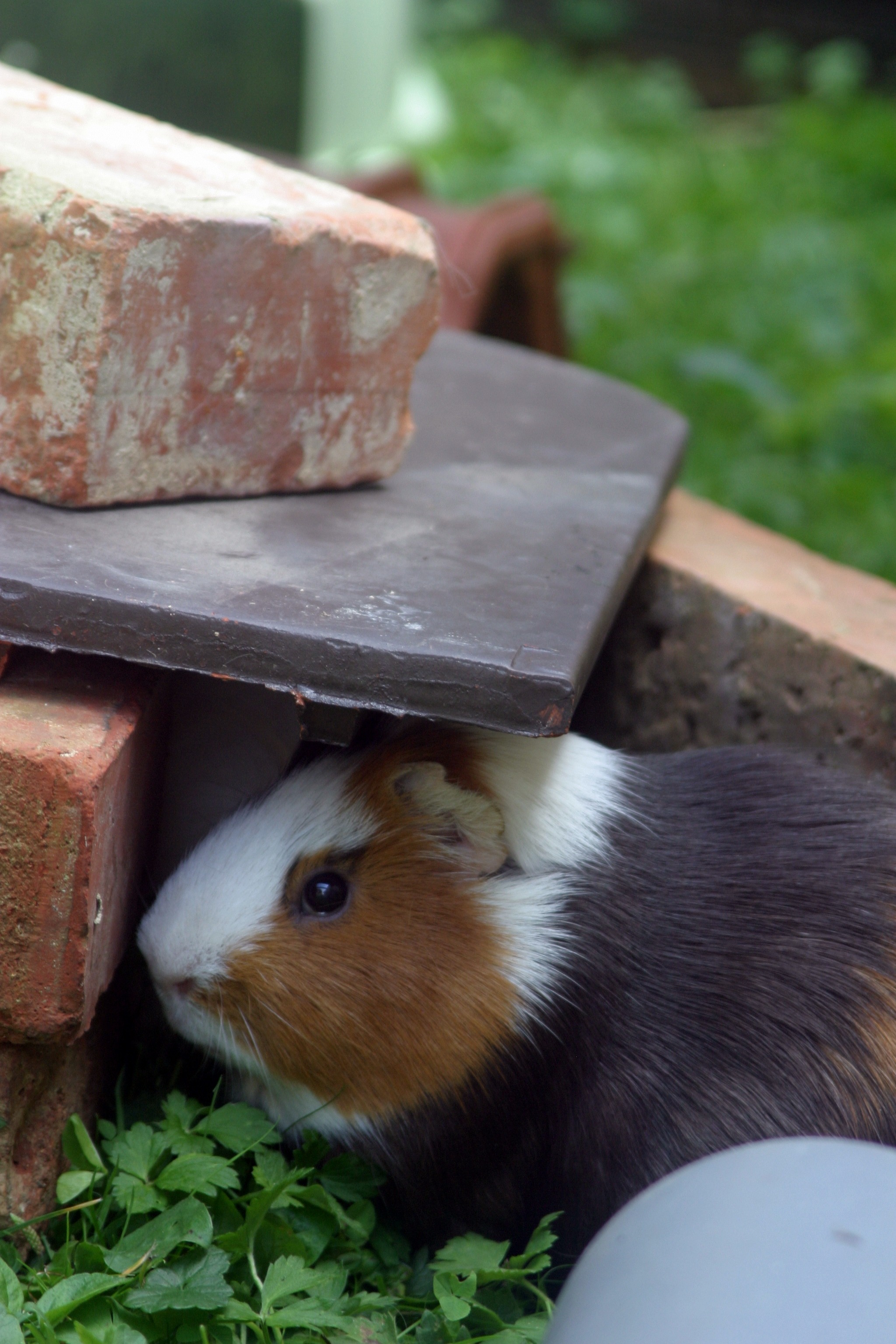 Guinea pig in the house free image download