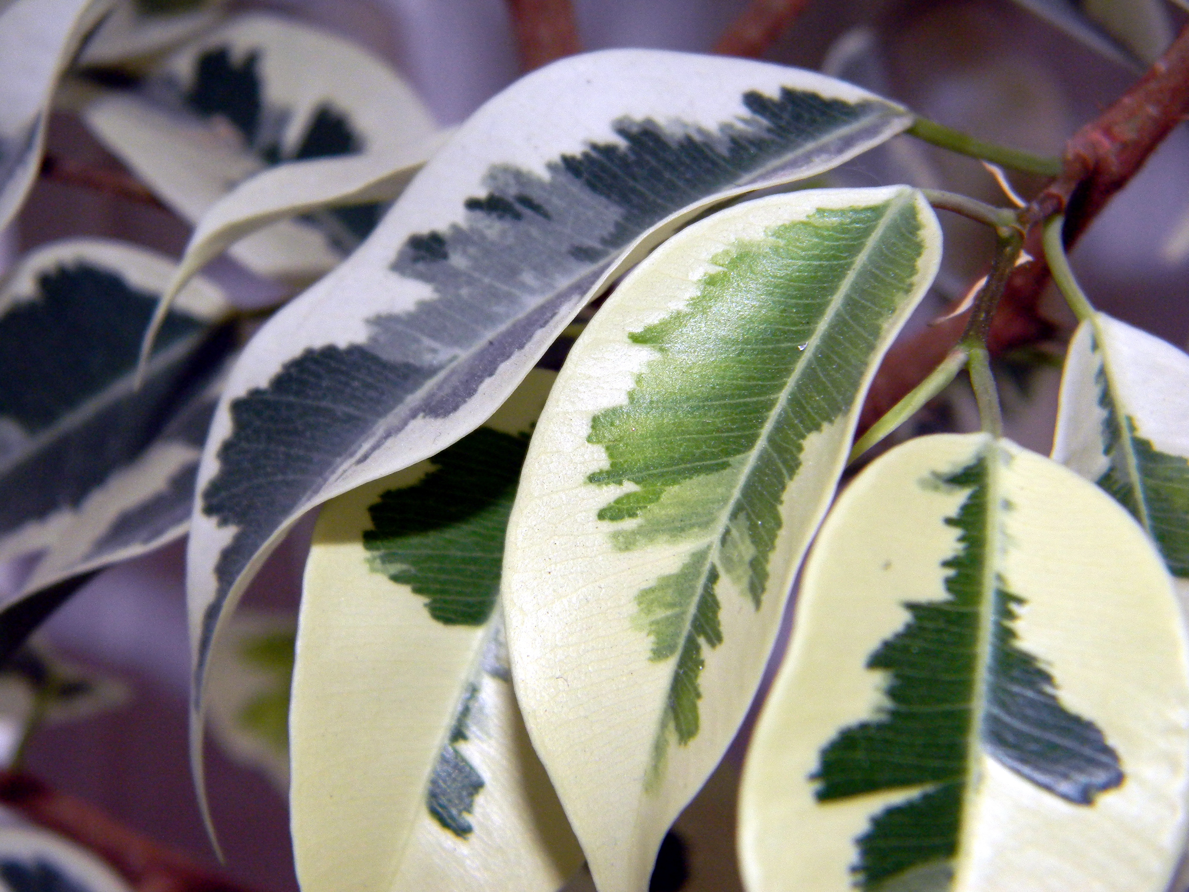 дерево с белыми листьями название фото