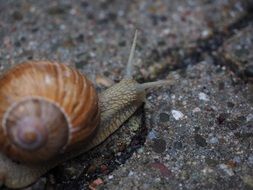 snail on a dark stone