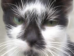black-white cat with long whiskers close up