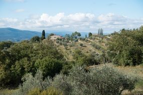 olive trees farm in Cypress