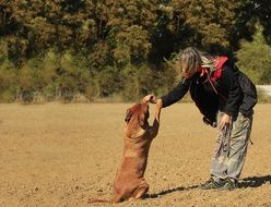 girl training mastiff dog outdoor