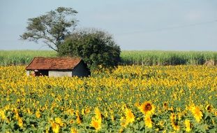barn on a field of sunflowers