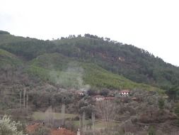 forest on a green hill, turkey, mugla