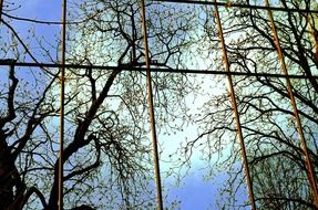 trees reflection on the modern building facade