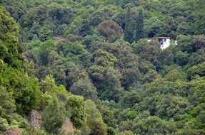 green forest in halkidiki landscape