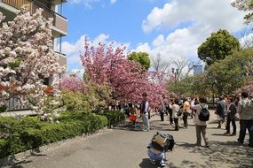 people near cherry blossoms in japan