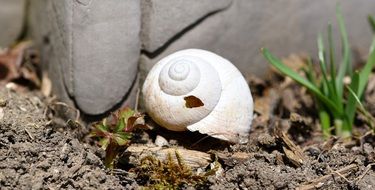 empty snail shell on ground