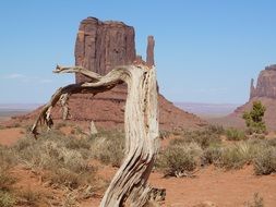 dry tree in the valley of the monuments