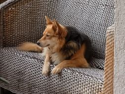 dog resting in a chair