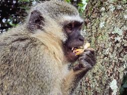 monkey eating outdoor