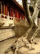 Growing tree in forbidden city in China