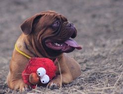 bordeaux mastiff, dog rests on ground, portrait