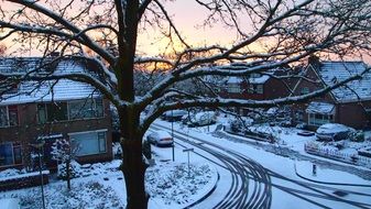 snowy oak tree