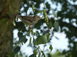 small bird sparrow