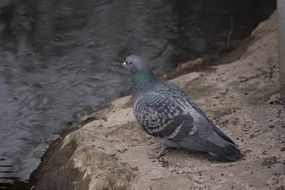 city pigeon