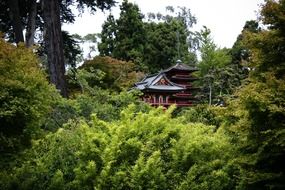 japanese forest