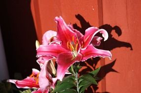 pink lilies in summer