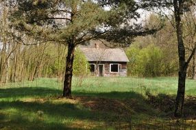 abandoned old house among green bushes