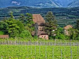 landscape of the vineyard in germany