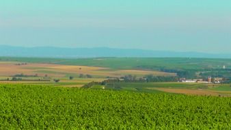 panorama of colorful vineyards on hills in rhinehessen