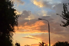 trees on sunset background