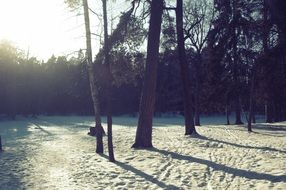 Forest in the snowy winter