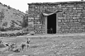 dog and brick farmhouse in Afghanistan