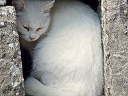 white cat among stones close up