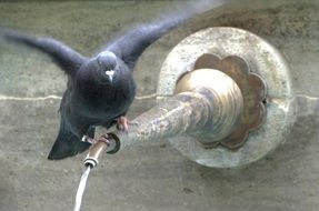 Pigeon sitting on a fountain