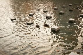 duck in creek river