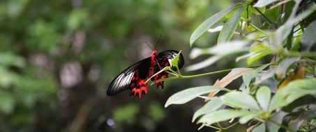 Tropical butterfly in nature