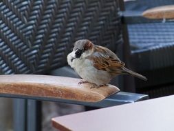 sparrow in the city