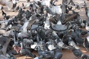 flock pigeons