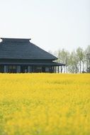 Landscape of Yellow canola field