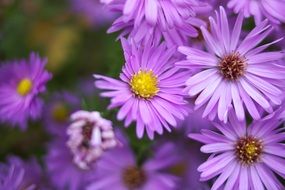 a bouquet of purple flowers close up