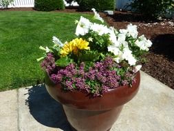 extraordinarily beautiful potted plant