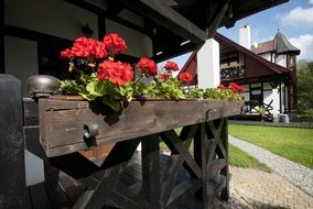 red flowers in box at house