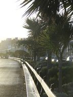 city promenade with palm trees and bushes
